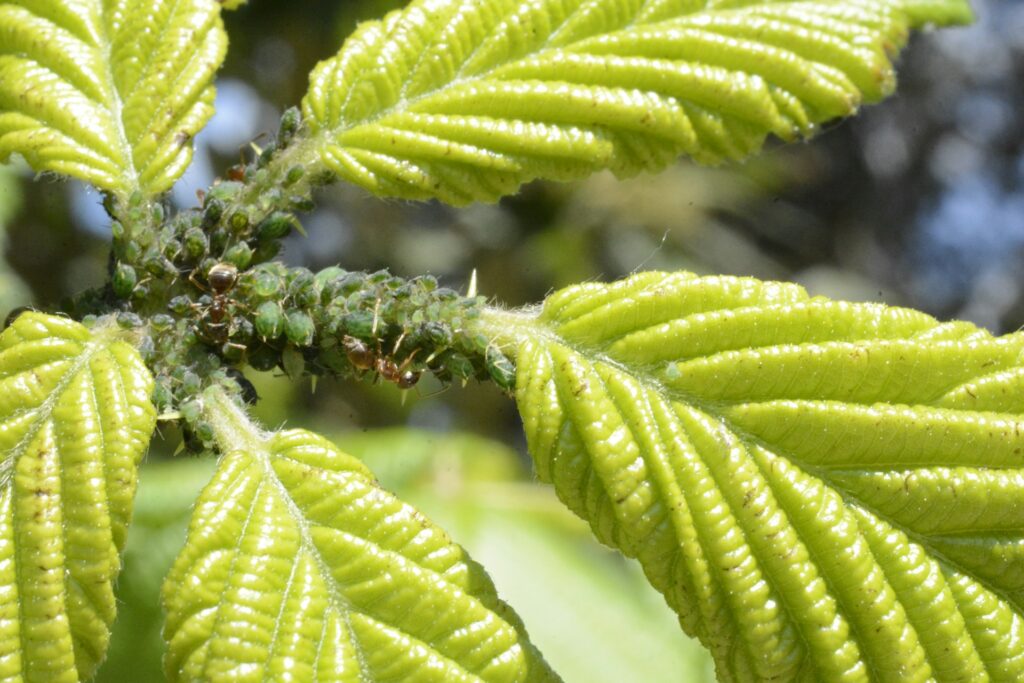 Bladluis in je tuin Zo pak je het natuurlijk aan met biologische bestrijding