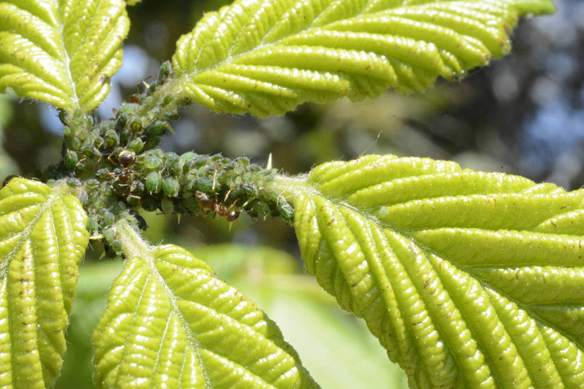 Bladluis in je tuin Zo pak je het natuurlijk aan met biologische bestrijding